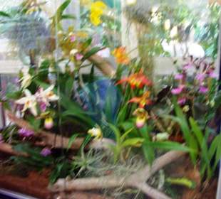 Orchideenhaus