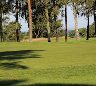 Kiefern umsäumte Bahnen