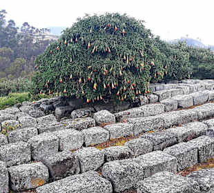 Inka Ruine Ingapirca