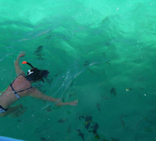 Schnorcheln mitten im Fischgetümmel