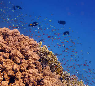 Schnorcheln Marsa Alam