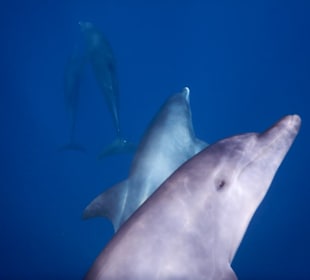 Neugieriger Delfinnachwuchs