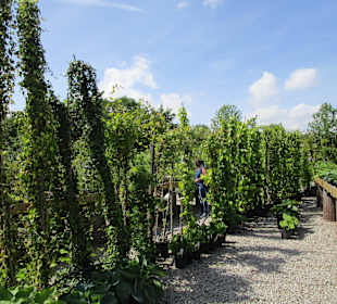 Peterhof-Pflanzen in Hanhofen