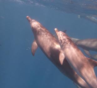 Delfinen ganz nah