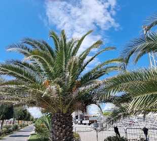 Palmen pur gute Fotoshooting 