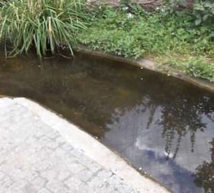 Vogelfreifluggelände