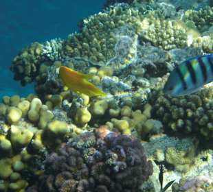 Traumhaft schönes Hausriff