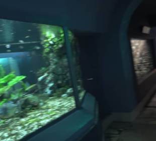 Tierpark Hellabrunn - Fische