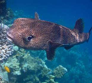 Schnorcheln Marsa Alam