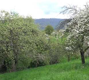 Naturerlebnisweg des NABU-Metzingen