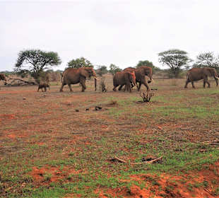Tsavo Ost Nationalpark