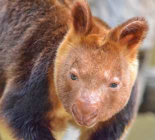 Goodfeelow Baumkänguru