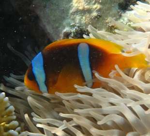 Clownsfisch mit Anemone