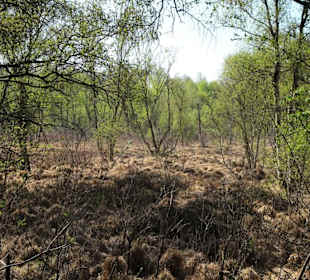 Impressionen aus der Gellener Torfmöörte