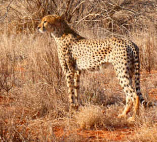 Zum ersten Mal Geparden gesehen