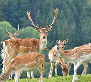 Wandern Dienten