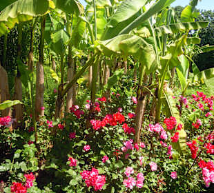 Rosen ohne Ende