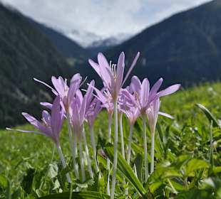 Nationalpark Stilfserjoch