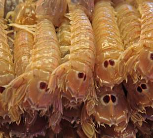 Irgendwie schauen sie traurig