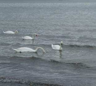 Am Naturstrand von Rosenhagen