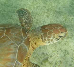 Akumal