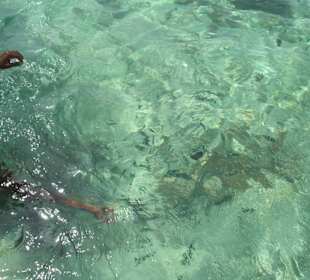Ausflug Glasbodenboot Diani Beach