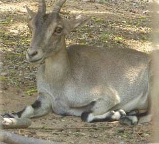 Steinbock