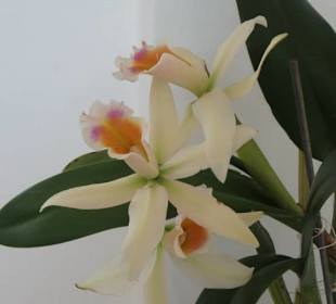 Schöne Blüte im Museumsgarten