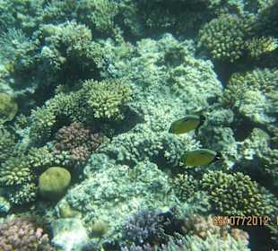 Am Hausriff direkt vor dem Hotel