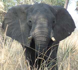 Langsam wurde es mulmig - 10 Meter Abstand!