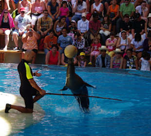 Robbenshow ist im Eintrittspreis enthalten