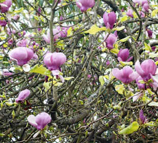 Palheiro Gardens