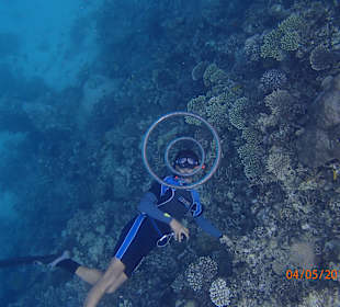 Delfinschwimmen Delfine & Meer