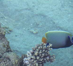 Tolle Fische am Hausriff