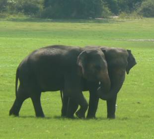 Nationalpark Mineriya