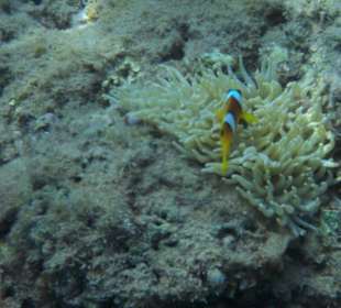 Kleinster Nemo (Anemonenfisch) der Welt