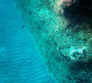 Fischlein an der Felswand