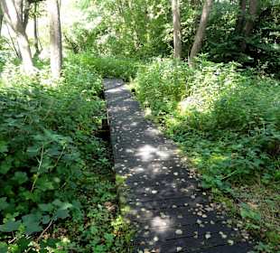 Holzweg durch ein Feuchtgebiet am Fluss