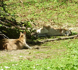 Flinkwallaby's machen ein Schläfchen