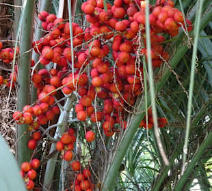 Palmfrüchte im Jardin des Plantes