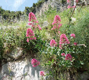 Schöne Pflanzenwelt