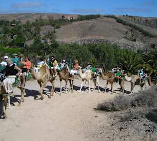 Na wielbłądach jest super!