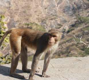 Jeden z mieszkańców okolic Świątyni