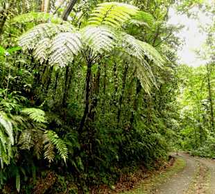Der Weg zum See durch den Urwald