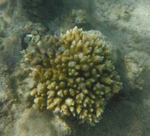 Hausriff, rechts von der Marina