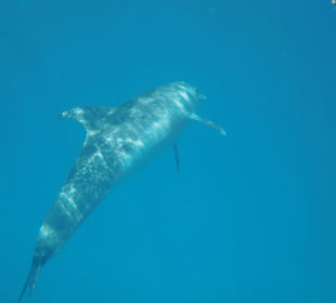 Delphinschwimmen mit Delfine & Meer Hurghada