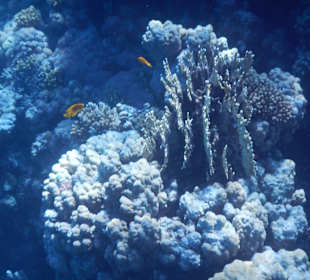 Riff am Makadi Palace