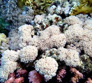 Какие же они красивые, когда раскрываются