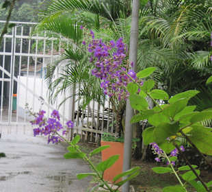 Naturpflanzen im Park