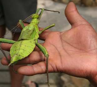 Nicht nur im Schaukasten
